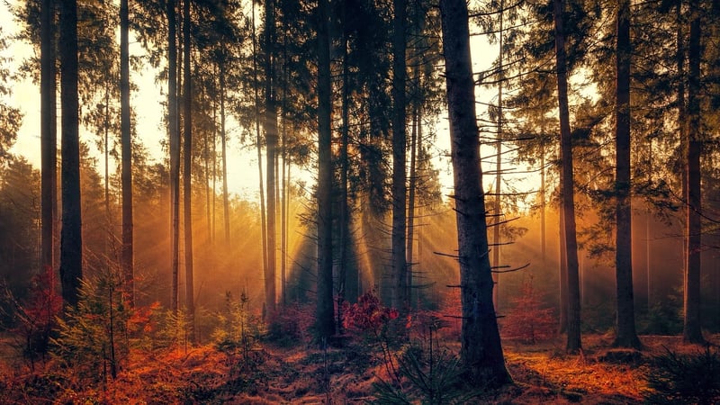 Autumn forest
